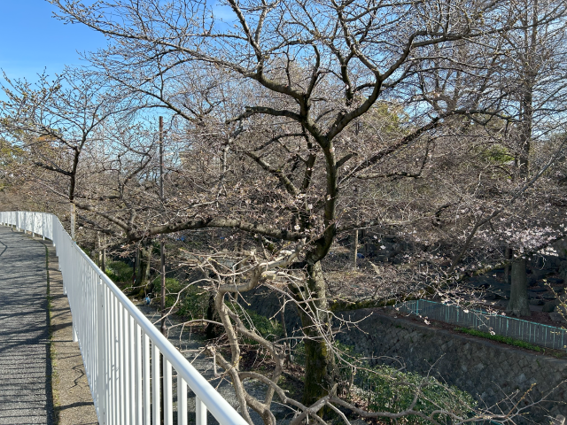 神戸市灘区の青谷川沿いの桜のつぼみが開き始めました。