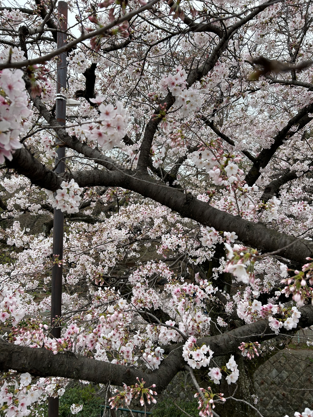 神戸市灘区の王子公園の桜 4月2日