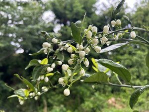 長崎のミカンの花のつぼみです