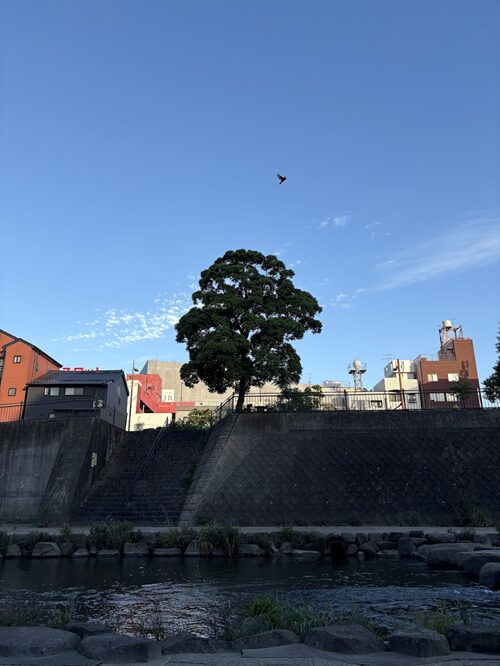 浦上川の朝の風景