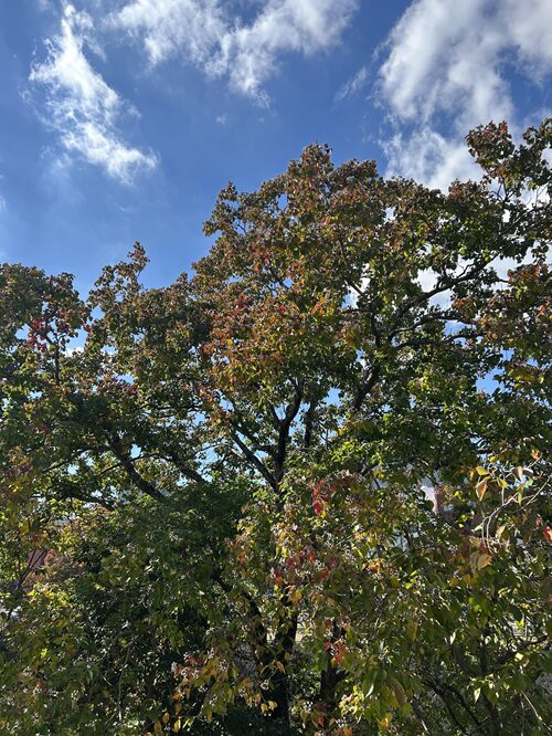 ナンキンハゼの紅葉