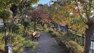 公園の紅葉したナンキンハゼ