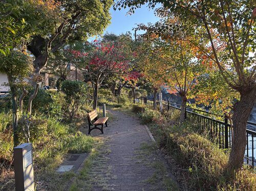 公園の紅葉したナンキンハゼ